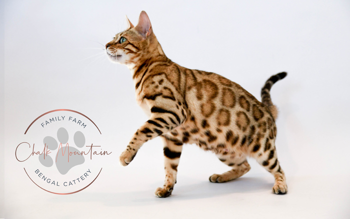 beautiful bengal kitten texas